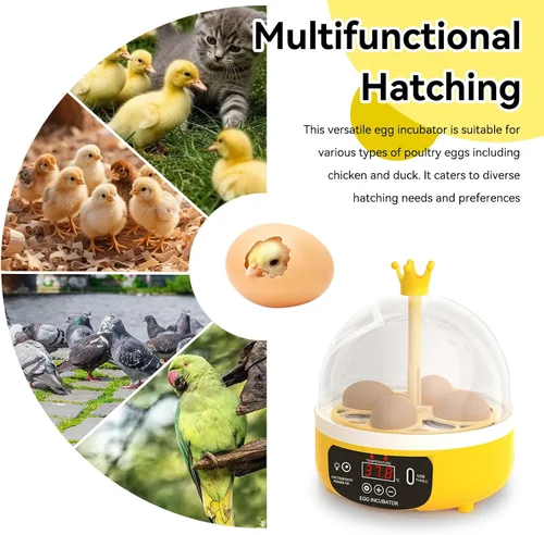 Vista 7 de Mini incubadora de huevos, incubadora de 4 huevos, máquina para eclosionar el hogar, control automático de temperatura y humedad para granja, aula