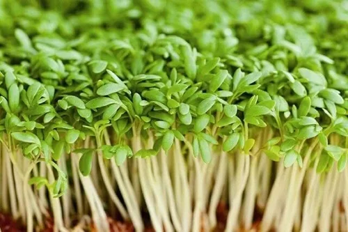 Vista 2 de Semilla de berro rizado de tierras altas, brotes, reliquia, 100 semillas, hoja ancha, micro verdes