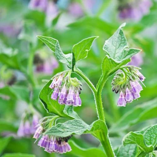Vista 2 de Más de 80 semillas de semillas Symphytum Officinale de consuelda para plantar hierbas tradicionales sin OMG en el jardín de tu hogar