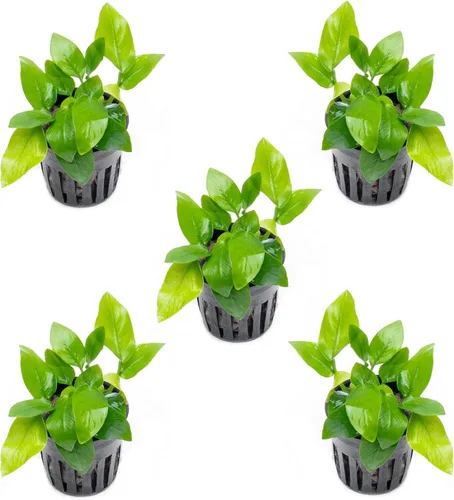 Vista 62 de SubstrateSource Plantas vivas – Anubias Hastifolia (Anubias hastifolia) – Luz baja a moderada, hojas en forma de flecha de color verde medio a