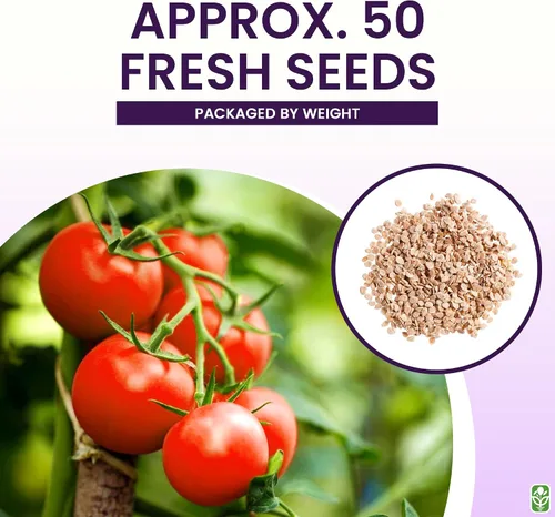 Vista 2 de Bonny Best Semillas de tomate para plantar - reliquia, grande y jugosa - Uno de los tomates más deliciosos para el cultivo doméstico - Semillas