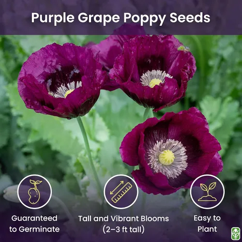 Vista 2 de Purple Grape Poppy Seeds - Amapola alta con marcas negras - 3000 semillas