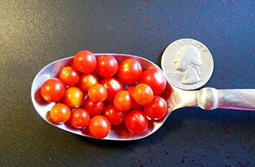 Vista 4 de Más de 20 semillas de tomate de grosella más pequeña del mundo, temprano, reliquia sin OMG, raras, tempranas, vigorosas, dulces, indeterminadas