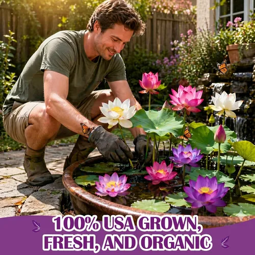 Vista 3 de Más de 30 unidades de semillas de loto en maceta bonsái, semillas de planta de lirio de agua, semillas acuáticas frescas para jardín ornamental
