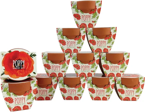 Vista 7 de BUZZY Seeds Daydream - Mini macetas de terracota con paquetes de semillas de margarita, juego de iniciación todo en uno con instrucciones medianas