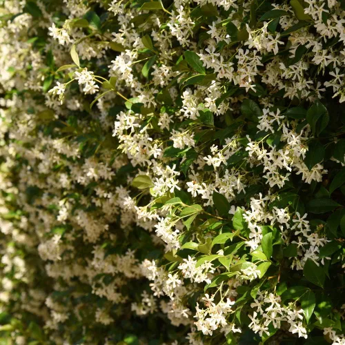 Vista 3 de Perfect Plants Planta viva de jazmín confederado, maceta de 1 galón, incluye guía de cuidado Sweetly fragrant pale pinwheel blooms, zones 7-11