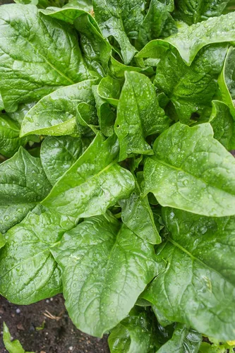 Vista 3 de Burpee A La Carte Hybrid Spinach Seeds 300 semillas