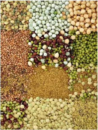 Vista 8 de Handy Pantry Surtidos de semillas orgánicas para germinar – Microgreens, paquete variado de semillas de brotes (paquete de 12 – premedidas)