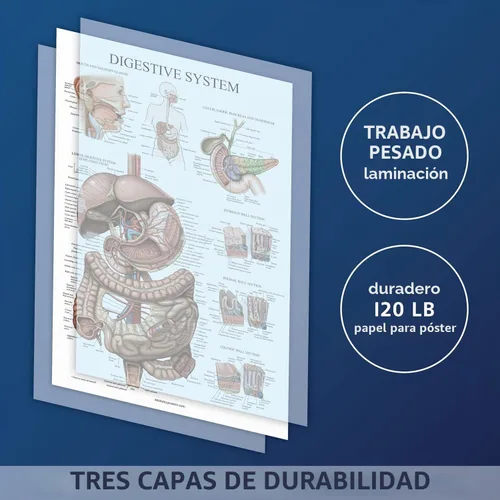 Vista 2 de Palace Learning Cuadro anatómico laminado del sistema digestivo - Cartel de anatomía gastrointestinal 18" x 24