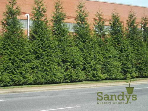 Vista 5 de Árbol arborvitae gigante verde Thuja, lote de 10 plantas iniciales