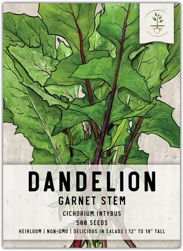 Vista 10 de Seed Needs - Semillas de achicoria para plantar flores azules de diente de león italiano, 1 paquete