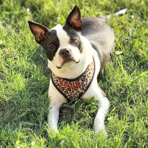 Vista 7 de Arnés y Correa de Leopardo para Perro y Correa Opción, Arnés Personalizado para Perro con Nombre de Mascota Bordado - Arnés de Perro Suave y Cómodo