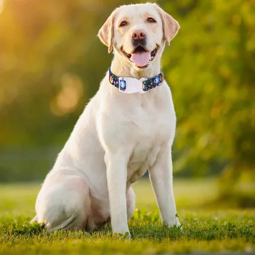 Vista 3 de Serijoars Collar de perro para cachorros con estampado floral para perros pequeños, medianos y grandes, con hebilla de liberación rápida para niñas