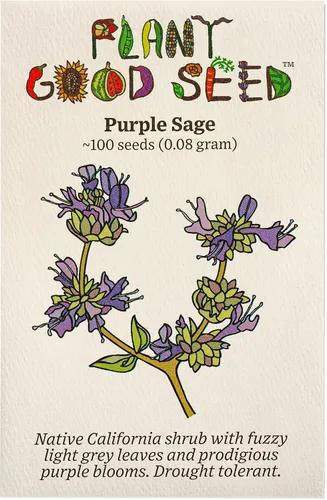 Vista 11 de Plant Good Seed Semillas orgánicas de salvia clara para plantar: hierba para cosméticos, flores moradas fragantes - Paquete de 50 semillas