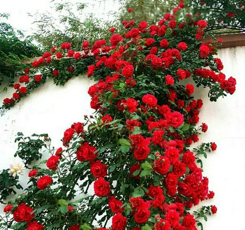 Vista 6 de Más de 100 semillas de rosas rojas trepadoras para plantar al aire libre, flores ornamentales trepadoras, arbustos de rosa, trepador de vid de larga