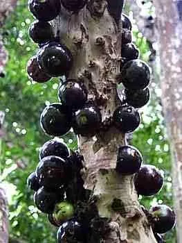 Vista 19 de Generic Semillas de fruta de Jabuticaba comestibles frescas 100pcs para plantar negro