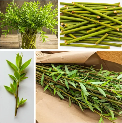 Vista 4 de Plantas híbridas de sauce para cultivo Fila de setos de privacidad rápida, bloque de viento, sombra Crecimiento rápido - 12 pies por año