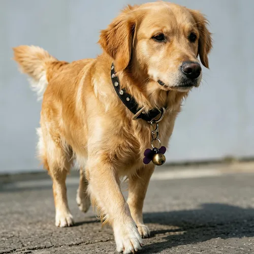 Vista 5 de Paquete de 3 clips rápidos de acero inoxidable para collar de perro/gato Rápido de asegurar y quitar, se adapta a cualquier tamaño de collar pero