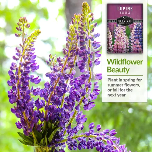 Vista 4 de Survival Garden Seeds Russell Lupine Mix Semillas para plantar, 1 paquete Mezcla de flores perennes, picos altos y coloridos, flores de jardín