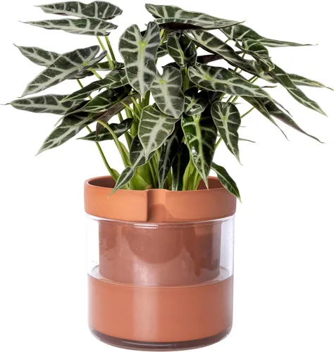 Vista 27 de Phoenix Vine Macetero de terracota de riego automático de 4 pulgadas, maceta de arcilla de terracota negra con depósito de vidrio para plantas