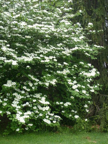 Vista 2 de Growers Solution - Minnesota Snowflake Mockorange - raíces establecidas de Philadelphus Virginalis - Maceta comercial de 1 galón