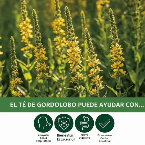Vista 4 de Samcci - Bolsas de té de hoja de gordolobo, 0.11 onzas x 20 unidades, té