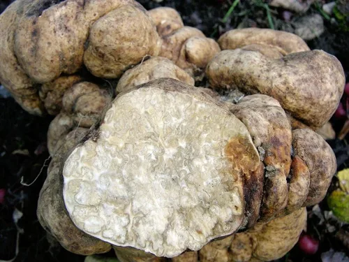 Vista 3 de Más de 100 hongos de trufa blanca Esporas de desove micelio - Gris hongo