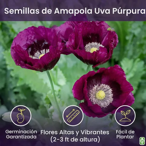 Vista 2 de Purple Grape Poppy Seeds - Amapola alta con marcas negras - 3000 semillas
