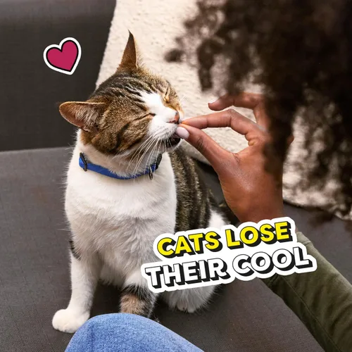 Vista 10 de Golosinas Temptations clásicas para gatos, empaque múltiple