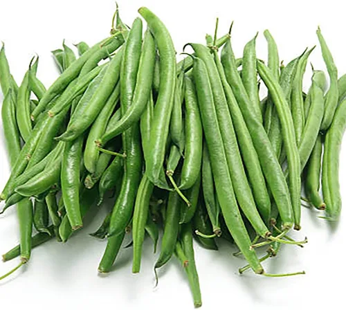 Vista 3 de Bush Bean Seeds Contender - Floración más temprana, sin cuerdas, frijol a presión