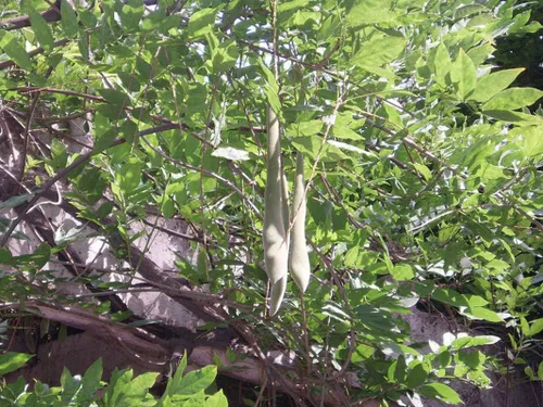 Vista 4 de 1-1000 PCS Semillas de árbol de glicina china blanca Sinensis Alba flor blanca 0171 (1 semilla)