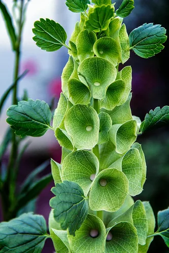 Vista 4 de Semillas Campanas de Irlanda Moluccella Shellflower Flores anuales