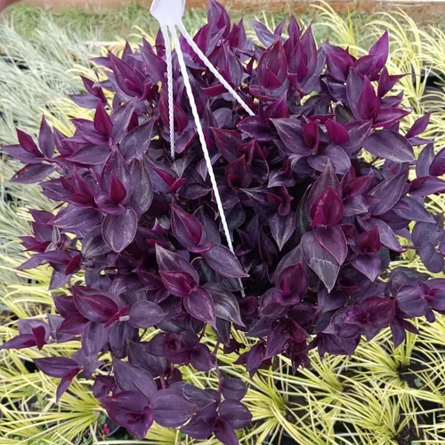 Vista 4 de 2 plantas vivas judías errantes de Tradescantia púrpura