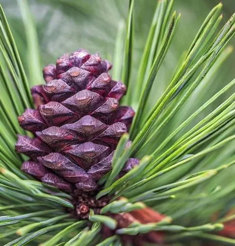 Vista 4 de Pinus nigra (pino austriaco, pino negro europeo), apariencia atractiva, resistentes al frío, semillas de MySeeds.Co, elige la cantidad (0.25 oz)