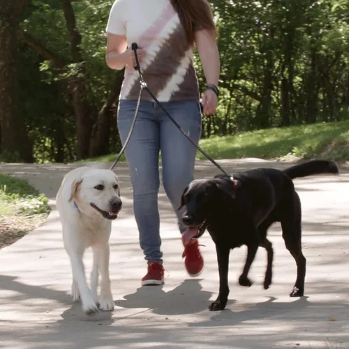 Vista 8 de Instecho Collar de entrenamiento para perro, 100% resistente a la lluvia, recargable, con control remoto electrónico, con cuello electrónico de 330