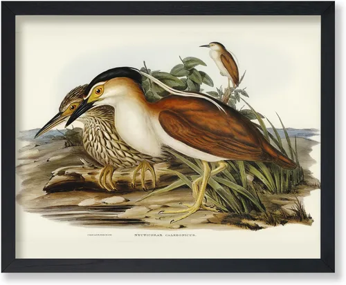 Vista 77 de Poster Master Póster vintage de James Audubon – Impresión retro de amargo americano – Arte de aves de América – Regalo para hombres, mujeres