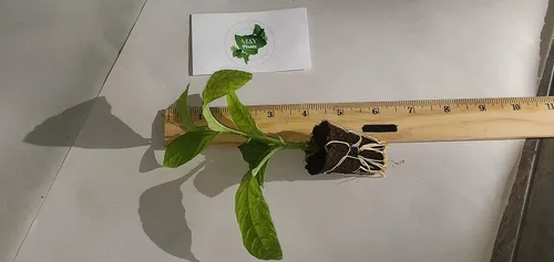 Vista 7 de 2-Live Passiflora quadrangularis 'Giant Grandilla' Plantas de inicio (no se puede enviar a:AZ, AK, HI, OR, PR)