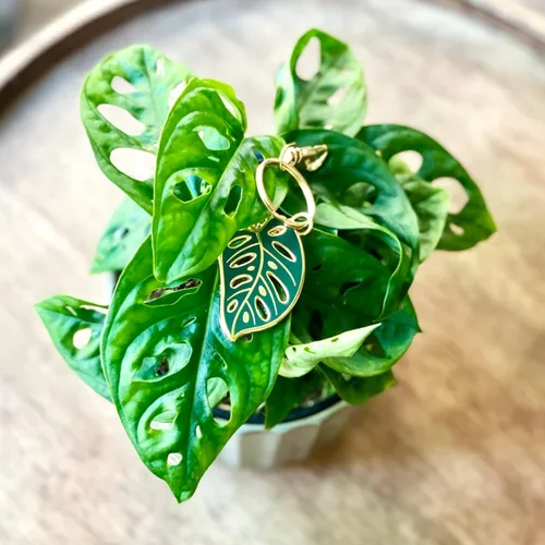 Vista 6 de Monstera - Llavero de plantas Regalos para amantes de las plantas para mamá de plantas, regalos de jardinería para mujeres, llaveros únicos