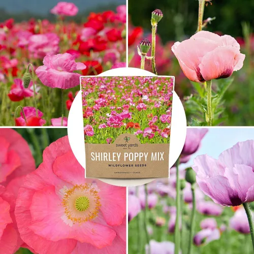 Vista 9 de Shirley - Semillas de amapola - Colores mezclados - Paquete extra grande - Más de 200,000 semillas de flores silvestres polinizadas abiertas sin OMG