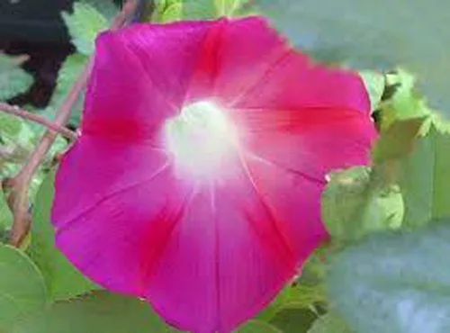 Vista 3 de Scarlet O 'Hara Morning Glory 100 + semillas orgánico, Beautiful temporada de largo Florece