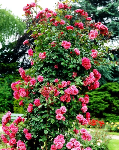 Vista 4 de Más de 100 semillas de rosa rosa trepadoras para plantar al aire libre, planta con flores perennes para enrejados, cenadores, bordes de jardín
