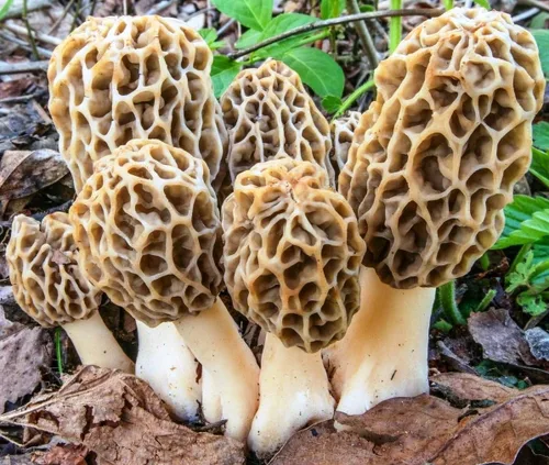 Vista 5 de Esporas de hongos Morel - reliquia - Sin OMG