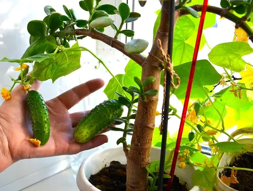 Vista 2 de Semillas de pepino de interior autopolinizadoras 10 semillas para plantar sin OMG