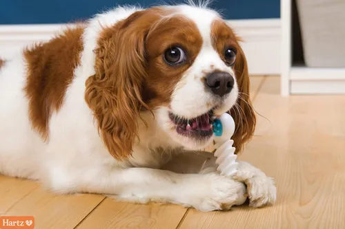 Vista 6 de Hartz Chew 'n Clean Twisty Bone - Juguete masticable para perros con aroma a tocino para masticadores moderados, extra pequeño