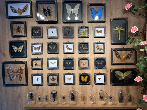 Vista 158 de 2 Real Dragonfly Specimens Shadow Box Framed Insect Display Oddities Curiosities Entomology Collection Natural History Wall Decor Gift for Nature