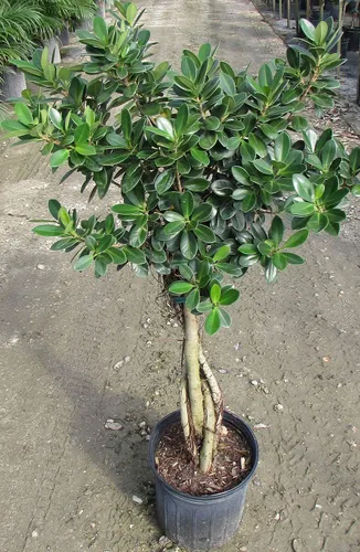 Vista 2 de Daniella Ficus - Trenza de higo llorón, planta viva en una maceta de cultivo de 10 pulgadas, Ficus Moclame, hermosa planta de interior purificadora