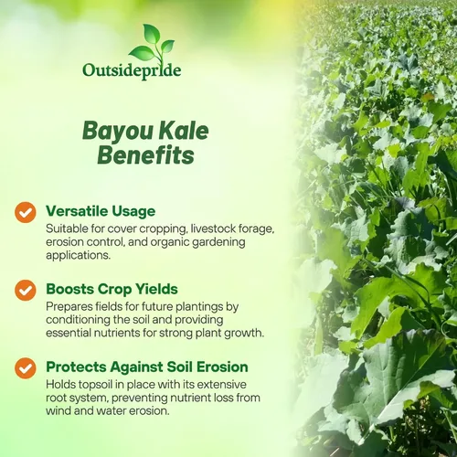 Vista 3 de Outsidepride Bayou - Semillas de col rizada – 5 libras anuales, versátiles y tolerantes al frío, semillas de cultivo de cobertura para plantar
