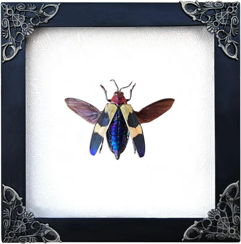 Vista 106 de 2 Real Dragonfly Specimens Shadow Box Framed Insect Display Oddities Curiosities Entomology Collection Natural History Wall Decor Gift for Nature