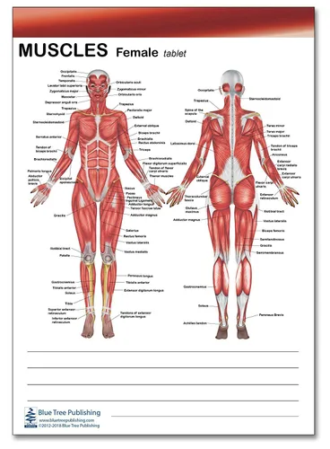 Vista 4 de Libro de anatomía muscular y huesos, tableta de dos caras para músculos y pestañas adhesivas
