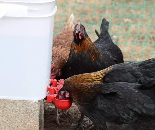 Vista 5 de Kit de agua de pollo para aves de corral, paquete de 6 + uno extra gratis (total de 7)
